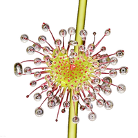 Ekstrak Tanaman Ekstrak Sundew Ekstrak Drosera Rotundifolia 10:1
