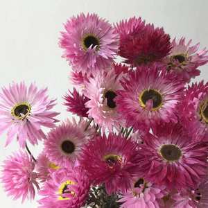 DFF08 Petit Hélichrème <span class=keywords><strong>Bracteatum</strong></span> Séché Très Populaire pour la Décoration Maison/Mariage/Parc/École/Fête - Product Image 2