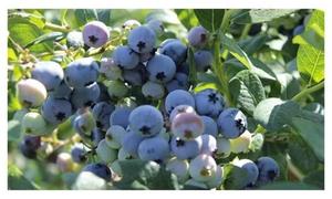Fertilizante de nitrógeno agrícola de alta pureza, fertilizante de sulfato de amonio para frutas, verduras y cultivos - Product Image 4