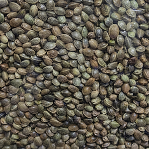 Semillas de Cáñamo de Alta Calidad de Sudáfrica, Exportación a Granel para Distribuidores y Importadores Mayoristas en Todo el Mundo, EXPORTACIÓN GLOBAL - Product Image 1