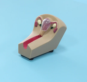Modelo Anatómico de Anticonceptivo Intrauterino de Alta Calidad Marca Yulin, Modelo Dental Avanzado de PVC, Color Piel, Certificado ISO, YL-03047 - Product Image 6