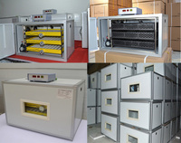 Incubateur automatique domestique pour œufs de poule et de caille, capacité de 120 à 500 œufs, petit incubateur éclosoir AC/DC