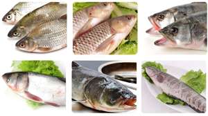 Neue Version Fisch reinigungs maschine für Sardinen-Hochgeschwindigkeits-Fisch reinigungs maschine Kleine Fisch reinigungs maschine - Product Image 5