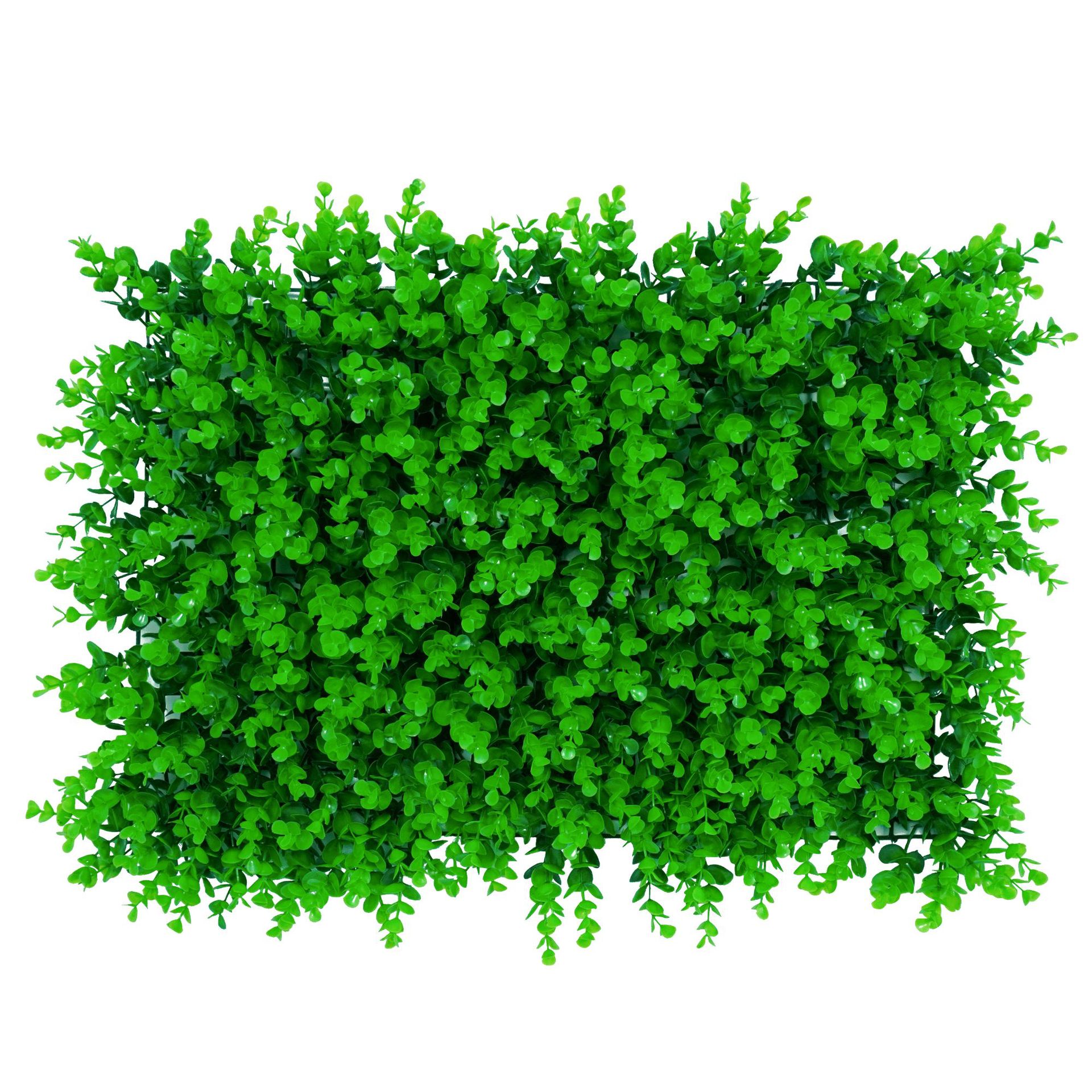 ยูคาลิปตัสขนาดใหญ่ (แทรก)