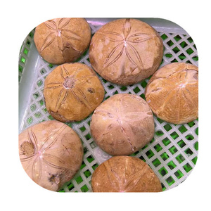 Nieuwkomers Natuurlijke Zeester Steen Genezingen Kristal Ruwe Steen Folk Ambachten Ster Fossielen Steen Te Koop - Product Image 1