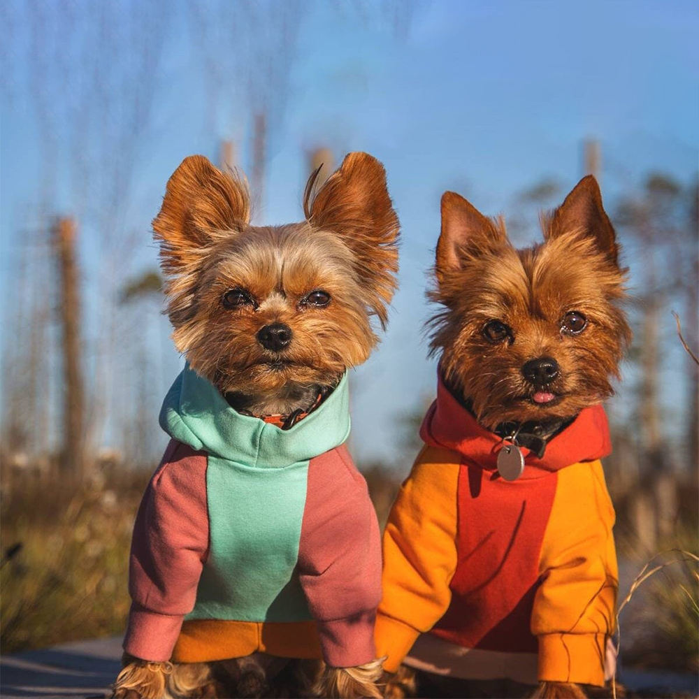 Designer Clothes Teacup Yorkie Outfits Diordog Sweater For Yorkies