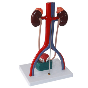 Modelo Anatómico Desmontable <span class=keywords><strong>de</strong></span> Alta Calidad del Sistema Urinario Humano, Modelo <span class=keywords><strong>de</strong></span> Riñón y <span class=keywords><strong>Vejiga</strong></span> - Product Image 6