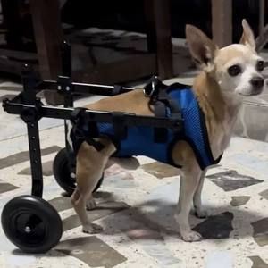 Chariot pliable réglable pour chiens/fauteuil roulant pour jambes arrière pour usage médical ou chiens handicapés aidant à la récupération des membres postérieurs - Product Image 4