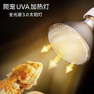 Lampe chauffante UVA pour reptiles, ampoule P20, verre rond, halogène dimmable, lampe de supplément de calcium pour reptiles et lézards - Product Image 4