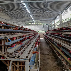 Легкие стальные конструкции для птицеводства: индивидуальный проект курятника, коммерческие сборные стальные конструкции, гараж-навес - Product Image 2