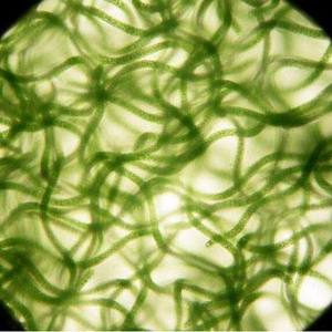 Hayvan yemi sınıfı süper yeşil mavi yosun tozu saf <span class=keywords><strong>Vegan</strong></span> yeşil <span class=keywords><strong>Protein</strong></span> organik Spirulina özü - Product Image 5