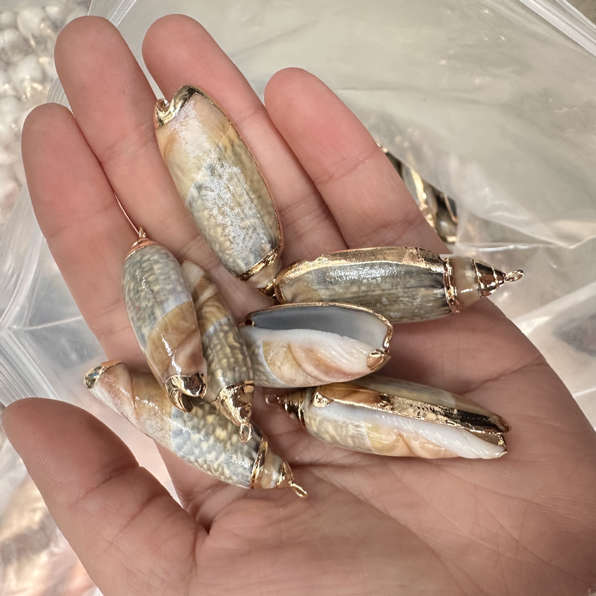 1 conchiglia stella verde