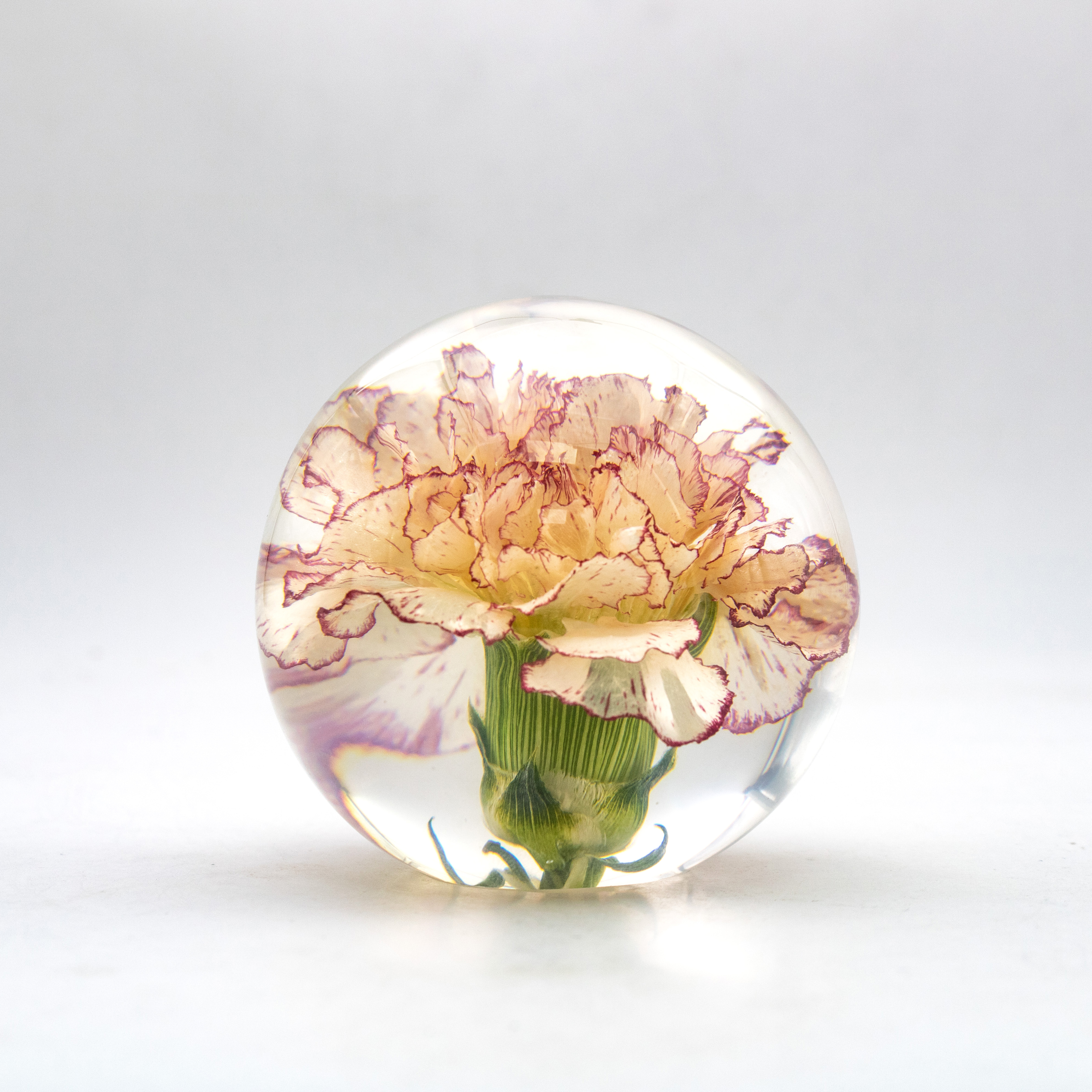 Wine-Edged Carnation