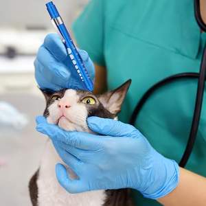 नर्सों के छात्र सफेद चिकित्सा दीपक के लिए पुनः प्रयोज्य नेतृत्व वाली फ्लैशलाइट पेन लाइट डॉक्टर की जेब क्लिप के लिए पुनः प्रयोज्य - Product Image 6