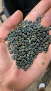 Clasificador óptico Trieur Optique para clasificación de color de lentejas con sistema inteligente y función remota a la venta en Suiza - Product Image 2