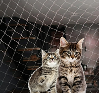 Filet de protection durable pour chats, idéal pour balcon et fenêtre, anti-chute, avec service de découpe sur mesure