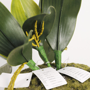 Hojas Artificiales de Orquídea Phalaenopsis, 5 Piezas, Alta Simulación, para Arreglos Florales, Decoración de Bodas - Product Image 2