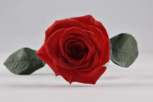 Rosa Preservada Hecha a Mano |   Decoración para Bodas y Regalos para el Día de San Valentín al por Mayor a <span class=keywords><strong>Precio</strong></span> de Fábrica - Product Image 6