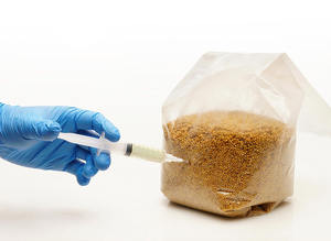 Sacs de culture de champignons à grains de <span class=keywords><strong>millet</strong></span> bio résistants aux hautes températures Patch filtrant de 0.2 microns stérilisé en plastique champignon - Product Image 5