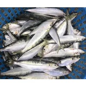 Best BQF Size 6-8pcs/kg Top Quality Frozen Sardine Whole Round Fish