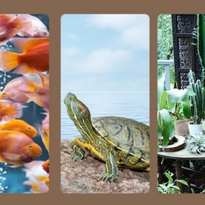 Aquarium de bureau transparent pour la maison, décoration écologique de salon, micro-paysage, seau pour tortues, aquarium - Product Image 4