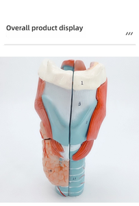 2x Modèle d'anatomie en PVC Larynx élargi avec vaisseaux sanguins Thyroï<span class=keywords><strong>de</strong></span> Adam's Apple pour étudiants en médecine Outil <span class=keywords><strong>de</strong></span> soins infirmiers pour l'enseignement - Product Image 2