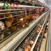 Kümes hayvanları çiftlik döşeme tavuk ekipmanları sistemi otomatik pil tabakası tavuk kafesi