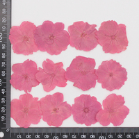 Fleurs séchées de haute qualité, petites fleurs de cerisier Sakura, fleurs de cerisier pressées réelles, carte cadeau, fleurs pressées, fleurs séchées réelles