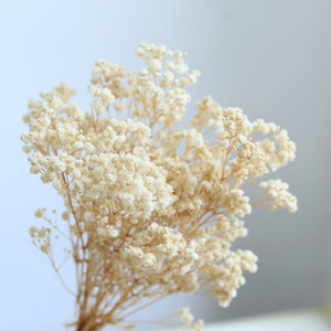 Bouquet di Gypsophila Fiori Conservati di Gypsophila Bianchi Fiori Secchi per Matrimoni o Decorazioni Domestiche - Product Image 1