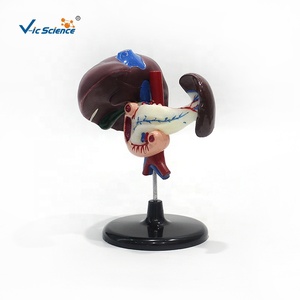 Modelo Anatómico del Sistema Digestivo, Hígado, Páncreas, Duodeno, Tamaño Real, para Educación en Ciencias Médicas, CE ISO ROHS CNAS - Product Image 2