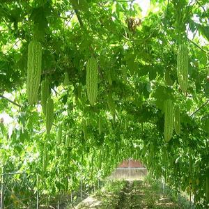 Bubuk Jus Pepaya Hijau Alami Pekat untuk Teh Instan, Kapsul Kesehatan, Produk Pelangsing BRC/ISO/KOSHER/HALAL - Product Image 6