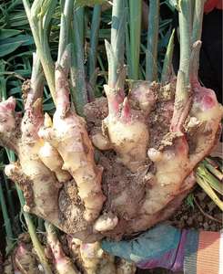 Biologische Chinese Verse Gember, Verse Gedroogde Gember Uit China Plakpatroon-Speciale Groothandelsaanbieding - Product Image 5