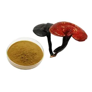 Extrait de champignon Reishi 10%-50% Poudre d'extrait de polysaccharide ganoderma lucidum