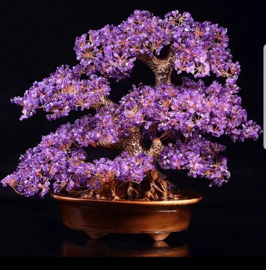 Viola