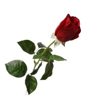 Rose artificielle en latex de haute qualité, toucher réel, 66 cm, pour décoration de mariage et de table à la maison