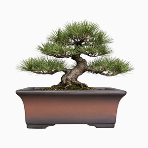 Pot Keramik untuk Kaktus & Sukulen, Pot Bonsai Tradisional Persegi Panjang dengan Lubang Drainase untuk Penggunaan Dalam & Luar Ruangan - Product Image 3