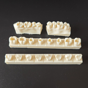 Mô hình răng <span class=keywords><strong>composite</strong></span> nha khoa có lỗ khoang sẵn trước và sau hàm dùng cho thực hành nha khoa, giảng dạy và nghiên cứu - Product Image 4