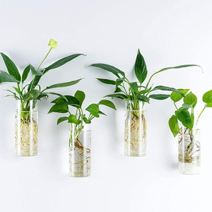 Hand geblasenes Wandbehang rundes Glasrohr Vase Pflanzer Pflanzen <span class=keywords><strong>terrarium</strong></span> für Haupt dekoration - Product Image 2