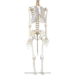 Esqueleto <span class=keywords><strong>Humano</strong></span> de 85 cm, Tamaño Completo, Desmontable, Modelo Anatómico de Cuerpo Entero con Músculos para Uso Médico - Product Image 2