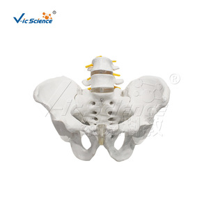 VIC-L053 Bassin masculin avec 2 vertèbres lombaires : Modèle de structure pour l'enseignement et la démonstration médicaux - Product Image 1