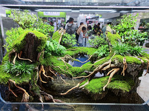 Groothandel Houtworteltakken <span class=keywords><strong>Aquarium</strong></span> Drijfhoutwortel - Product Image 4