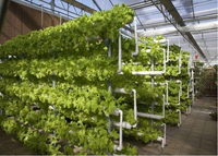 Système de serre de tomates d'intérieur Systèmes de culture hydroponique Serre