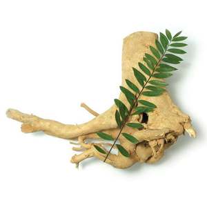 ผงสารสกัดจาก Tongkat Ali, <span class=keywords><strong>longjack</strong></span> Tongkat Ali <span class=keywords><strong>Powder</strong></span> - Tongkat Ali <span class=keywords><strong>Powder</strong></span> - Tongkat Ali สำหรับผู้ชายและผู้หญิงปราศจากกลูเตน - Product Image 2