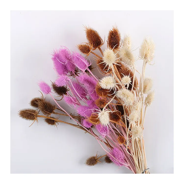 Price Cheap Dried Thistle Stalks Diy Boho Decoration Natural Wild Common Dried Flowers Native Teasel Thistle Stalks Dipsacus