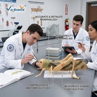 Modelo de disección de gafillo ampliado, modelo anatómico de órganos internos de gafillo para la enseñanza en laboratorios de biología CE/ISO/ROHS/CNAS