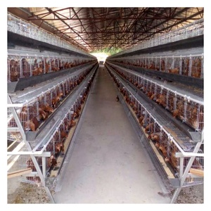 Jaula para Gallinas Ponedoras Tipo A con Recolección Automática de Huevos, Equipo de Avicultura, Jaulas de Batería para Gallinas Ponedoras, Venta en Argelia - Product Image 3