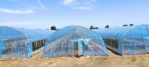 Invernadero Agrícola Comercial de Gran Tamaño de un Solo Tramo con Sistema de Ventilación, Riego y Energía Solar - Product Image 6