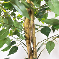 Großhandel Hochwertiger Realistischer 150cm Künstlicher Ficus-Baum Topfpflanze für Büro & Heim-Gartendekoration