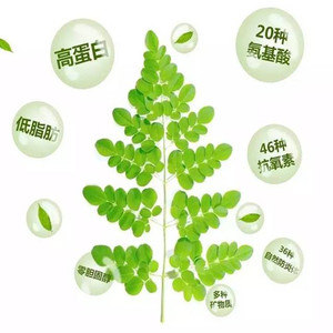 <span class=keywords><strong>Poudre</strong></span> de <span class=keywords><strong>Moringa</strong></span> Hyperanthera Naturelle et <span class=keywords><strong>Poudre</strong></span> de Cassia Fistulosa Certifiées GMP et Casher, Conditionnées sous Vide en Fût, Qualité Alimentaire, Marque Xin Sheng - Product Image 2