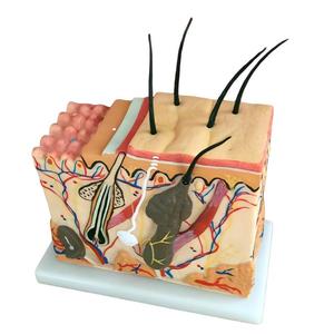 Modèle de <span class=keywords><strong>squelette</strong></span> humain agrandi 50 fois avec cheveux pour l'enseignement de la médecine et de l'anatomie - Product Image 3